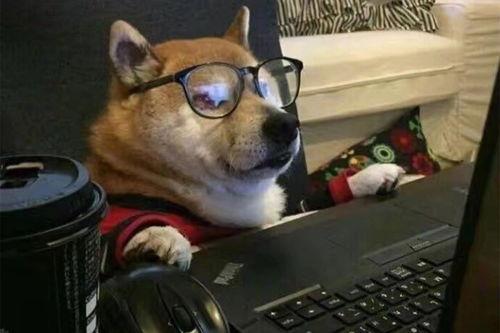 狗狗最新爆料文案搞笑句子,笑料横生的爆料瞬间 第2张 狗狗最新爆料文案搞笑句子,笑料横生的爆料瞬间 第2张